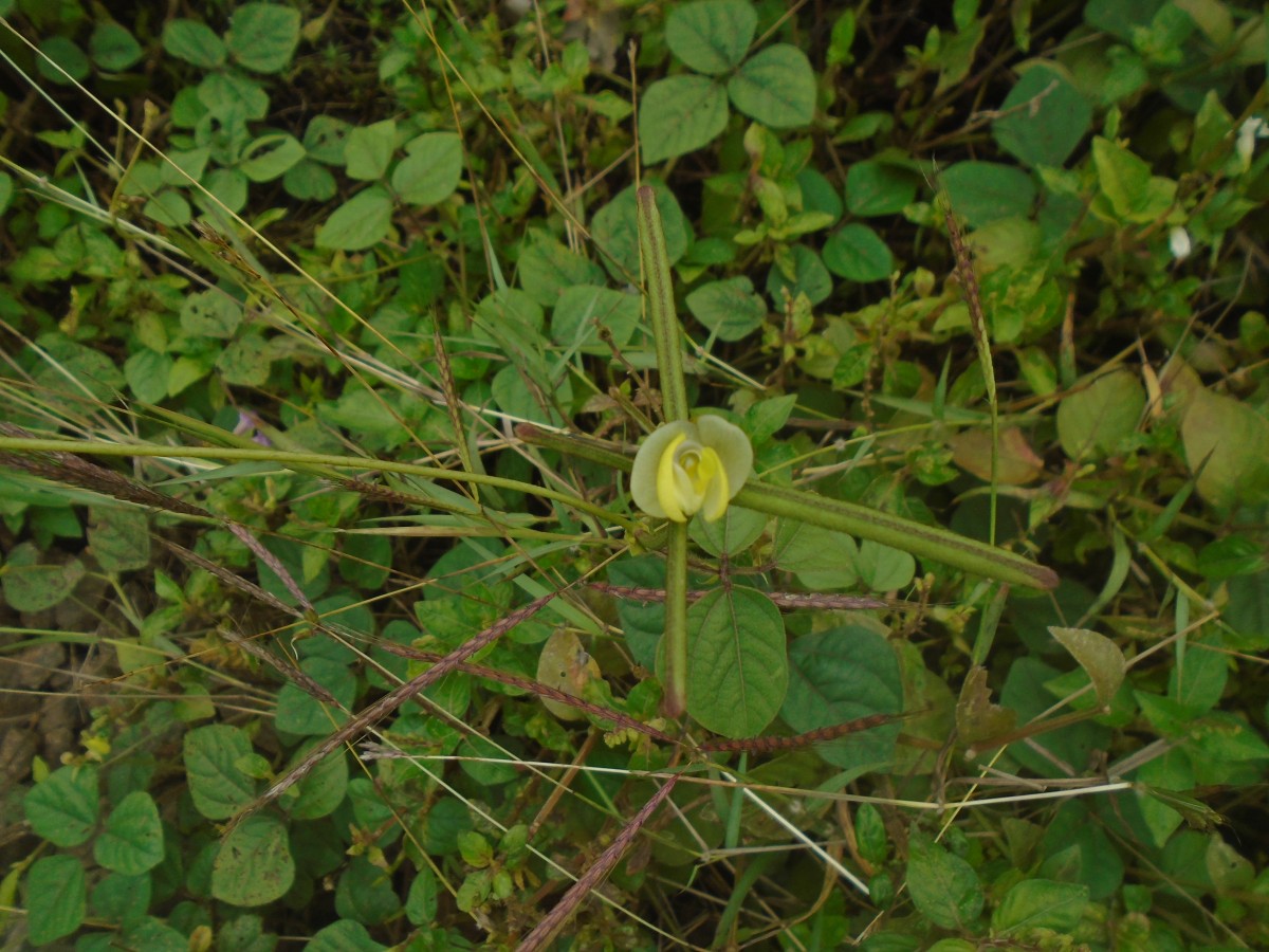 Vigna radiata (L.) R.Wilczek